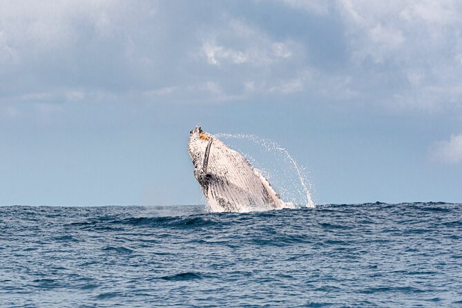 1.5 hr Jet Ski Safari tour to South Stradbroke Island! - Is the $214.46 price good value?