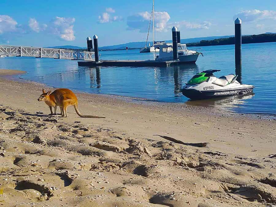 2.5-Hour Ultimate Jet Ski Safari to North Stradbroke Island - Why this safari feels different from a short jet ski ride