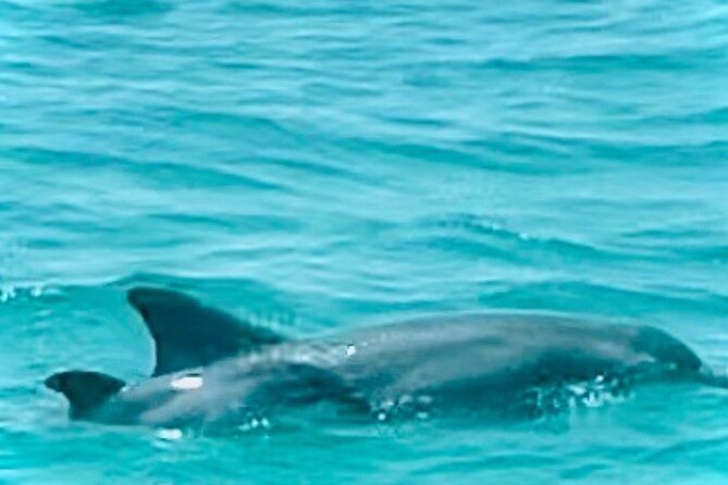 2 Hour Shell Island Jet Ski Dolphin Tour - Looking for dolphins and other wildlife