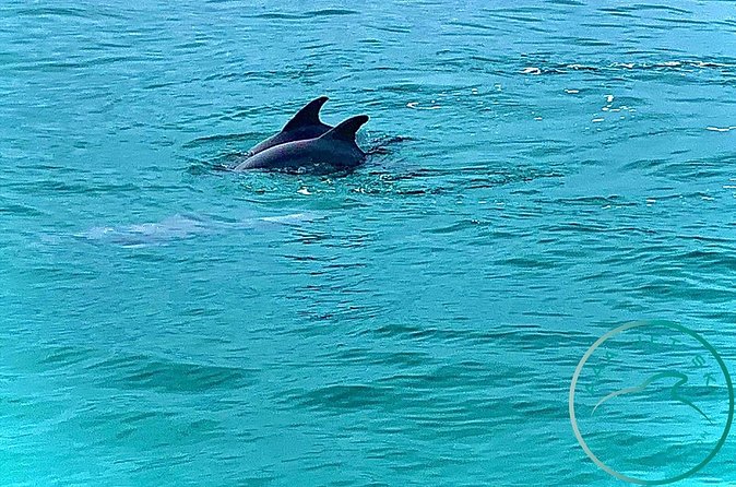 2 Hour Shell Island Jet Ski Dolphin Tour - Who will enjoy this tour most