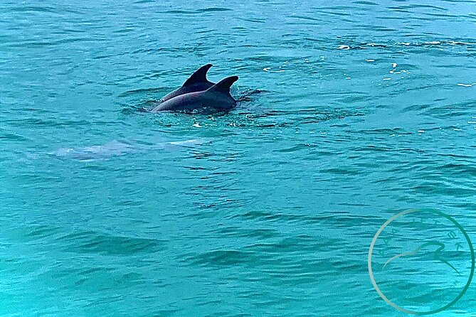 2 Hour Shell Island Jet Ski Dolphin Tour - Booking, weather, and cancellation details