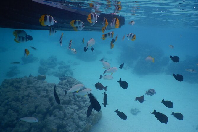 2 hours discovery tour of Moorea by Jet Ski - Cruising the north coast and Opunohu Bay