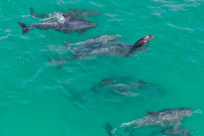 2 Passenger Jet Ski Dolphin Tour from Gilligan’s Watersports - Riding from Destin’s harbor into open water