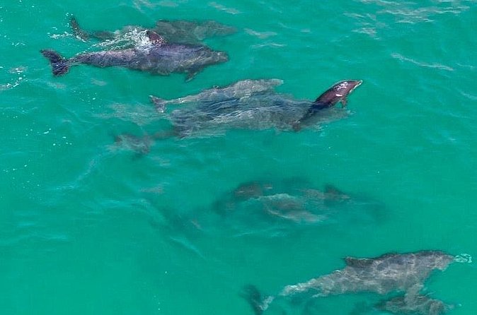 2 Passenger Jet Ski Dolphin Tour from Gilligan’s Watersports - Weather, cancellation, and practical planning