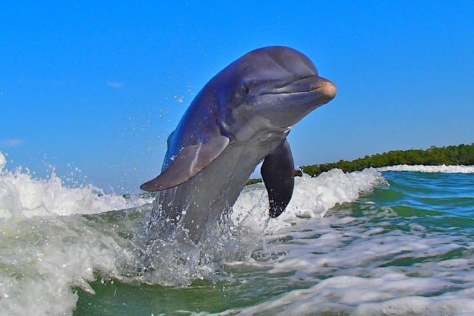 Avi's Premium Dolphin Tour by Jet Ski - The mangroves are the real setting
