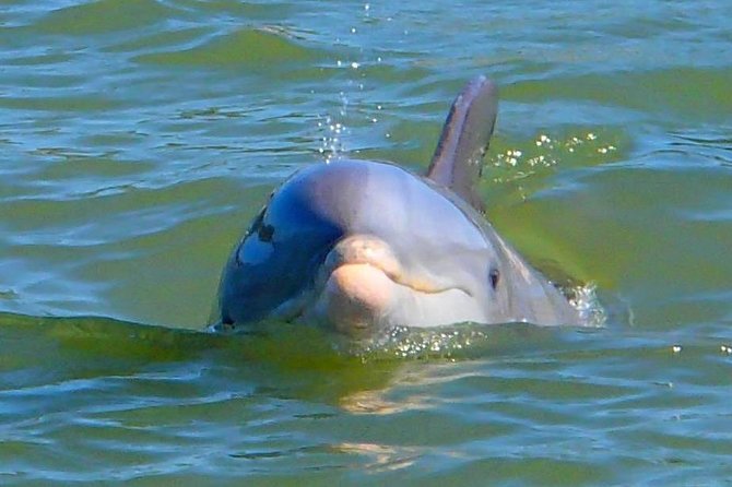 Avi's Premium Dolphin Tour by Jet Ski - Who will enjoy this tour most