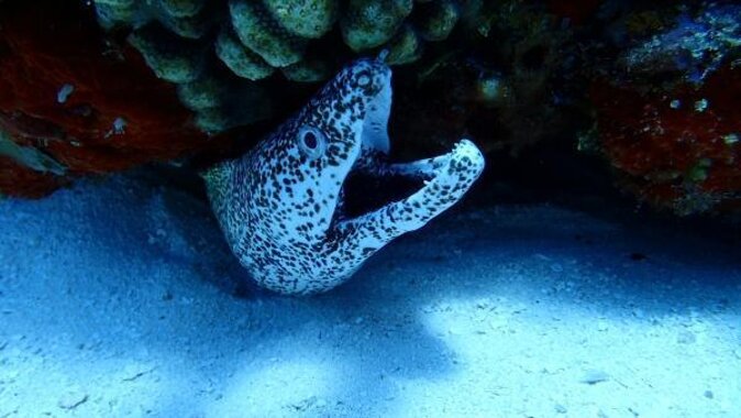 Best Cozumel Jet Ski Tour + Drinks + Snorkeling - Key points to know before you book