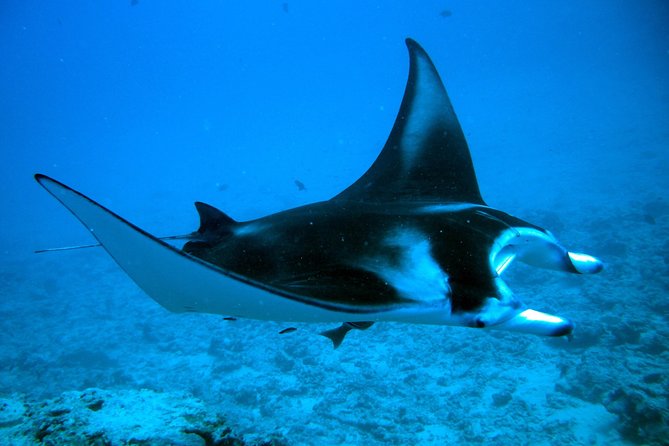 Bora Bora Jet Ski Tour, & Eco Shark / Ray Snorkel Cruise - Lunch at Lucky House, not Bloody Mary’s