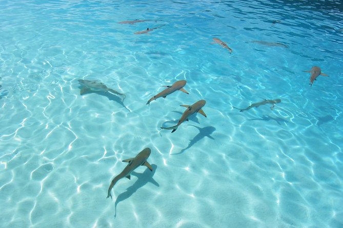 Bora Bora Jet Ski Tour, & Eco Shark / Ray Snorkel Cruise - The shark and stingray boat safari
