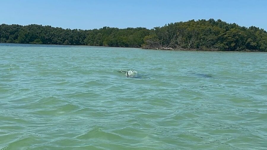 Clearwater: Dolphin Jet Ski Tour - 1 SKI FOR UP TO 3 PEOPLE - Riding from 510 N Osceola Avenue