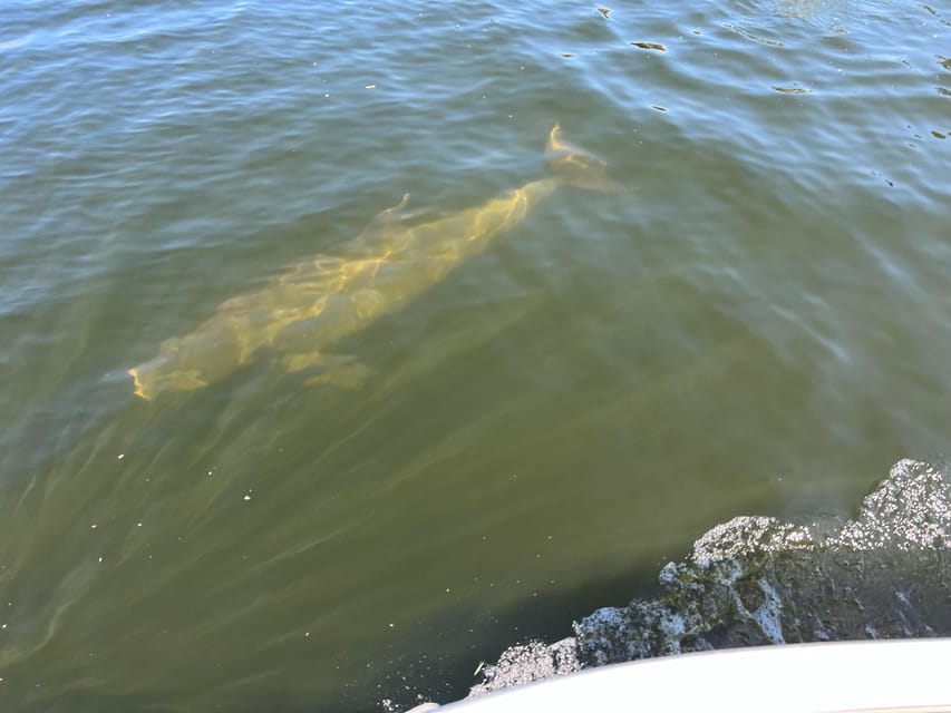 Clearwater: Dolphin Jet Ski Tour - 1 SKI FOR UP TO 3 PEOPLE - Dolphins, manatees, and the wildlife search