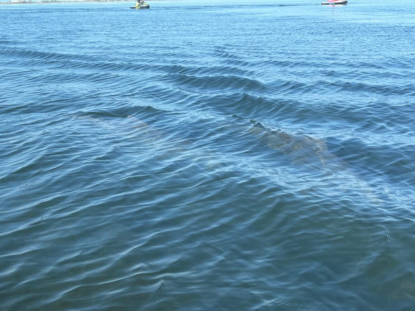 Clearwater: Dolphin Jet Ski Tour - 1 SKI FOR UP TO 3 PEOPLE - Simple preparation for a better ride