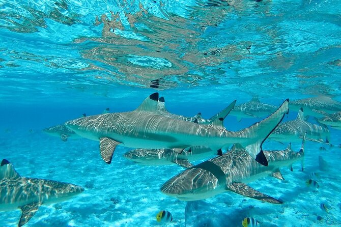 Combo snorkeling + motu lunch + jet ski group tour full day - Who will get the most from this six-hour outing