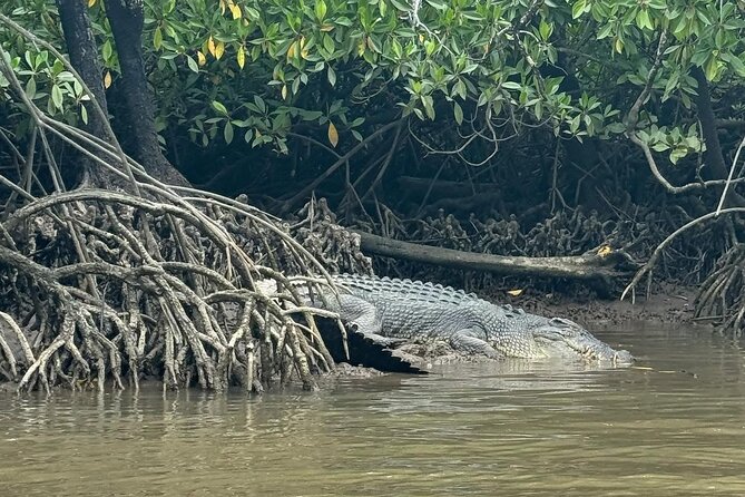 Croc Spotting Jetski Experience in Cairns City - Key points to know before you book