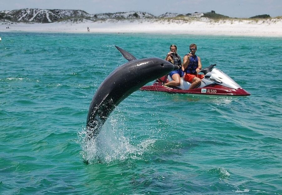 Destin: Crab Island Dolphin Jet Ski Tour - Why the small group changes the experience