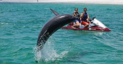 Crab Island Dolphin Jet Ski Tour