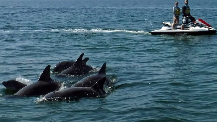 Destin: Crab Island Dolphin Jet Ski Tour - Should you book the Crab Island Dolphin Jet Ski Tour?