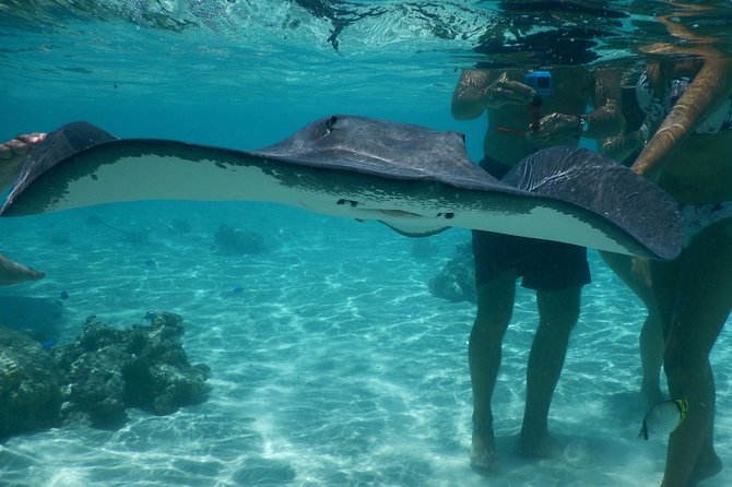 Jet-ski excursion 3 hrs Jet ski excursion to Moorea (single or two-seater) - What $133.61 buys you