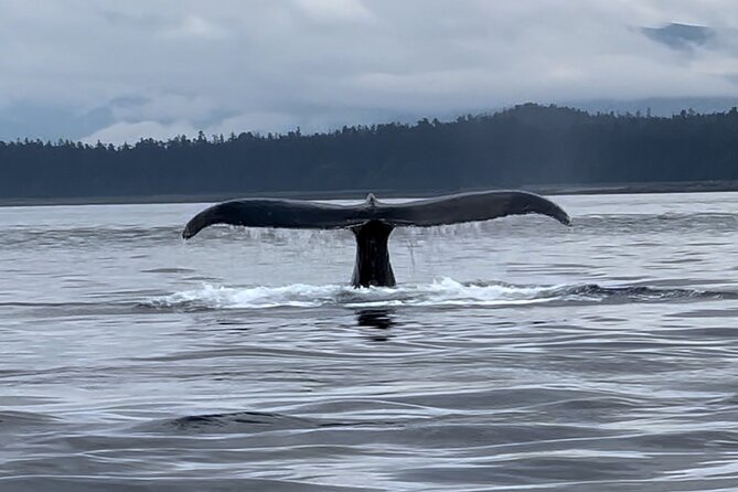 Juneau Jetski & Whale Adventure - Key points to know before you book