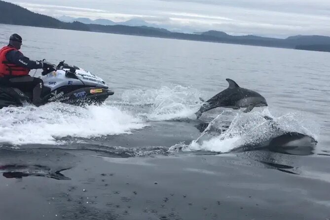 Juneau Jetski & Whale Adventure - Wildlife watching from a jet ski