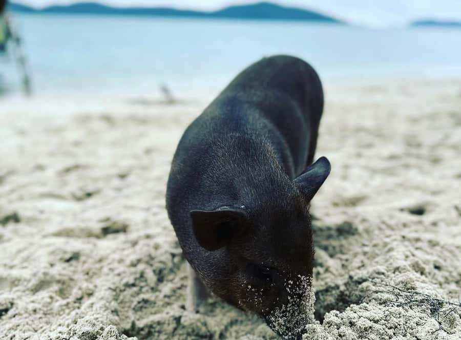 Koh Samui: Jetski Safari, Snorkeling to Pig & Virgin Islands - Passing Laem Sor Pagoda