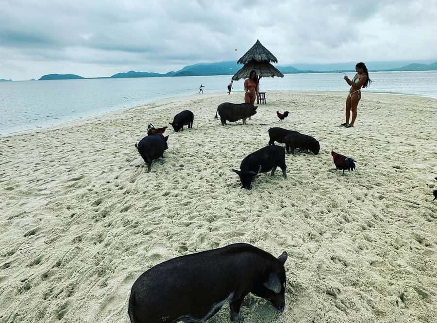 Koh Samui: Jetski Safari, Snorkeling to Pig & Virgin Islands - Koh Tan: swimming and snorkeling