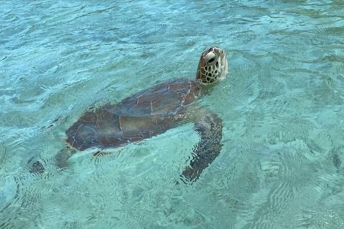 Let me take you to Caicos Jetski safari Private Tour - Noah’s Ark for food, music, and a change of pace