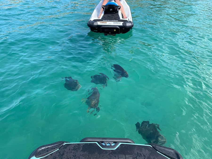Magnetic Island Snorkel Jet Ski Tour - Two hours of riding and snorkeling around Magnetic Island