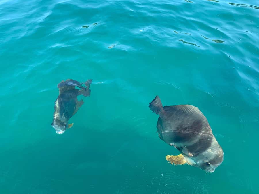 Magnetic Island Snorkel Jet Ski Tour - Starting at Pier G with a two-person jet ski