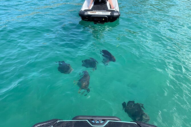 Magnetic Island Snorkel Jet Ski Tour - Who will enjoy this Magnetic Island trip