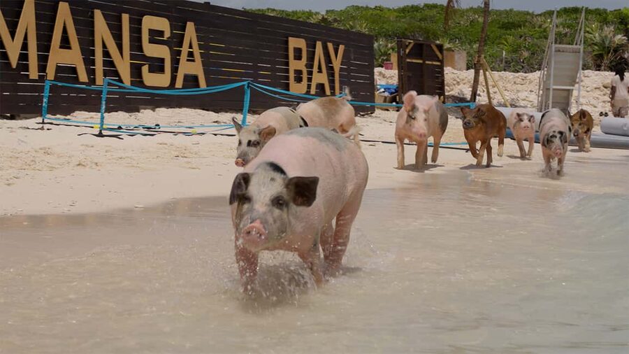 Mansa Bay w/ Swimming Pigs, Banana Boat, JetSki & Snorkeling - A full activity schedule in three and a half hours