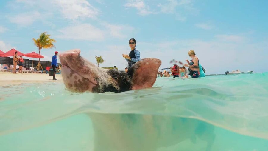 Mansa Bay w/ Swimming Pigs, Banana Boat, JetSki & Snorkeling - What the $208 price really covers