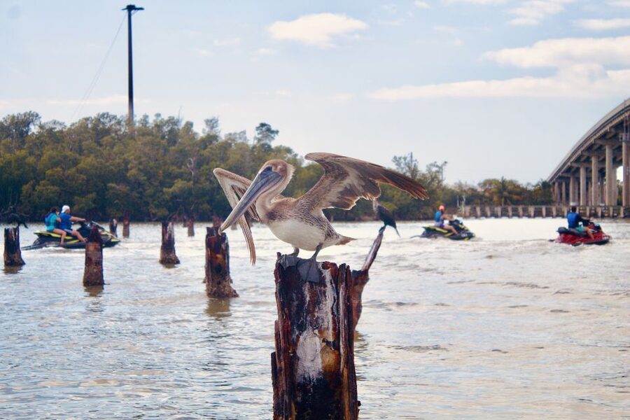 Marco Island: Ten Thousand Island Jet Ski Guided Tour - Wildlife watching from a moving jet ski