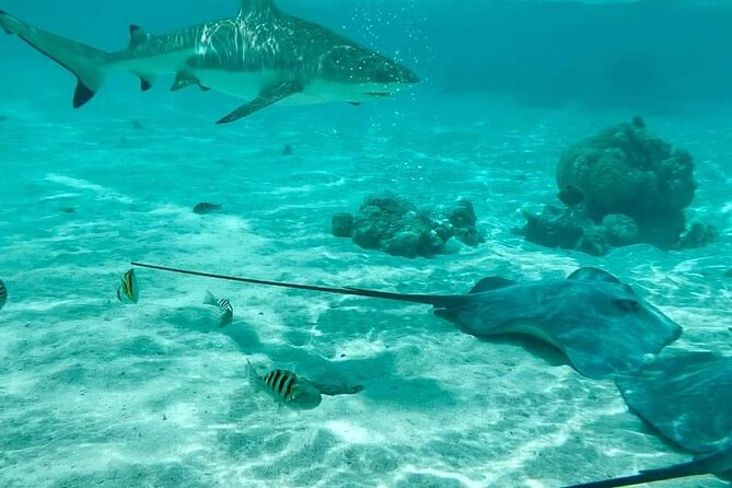 Moorea Solo or Twin 2 hours Jet Ski Tour - Why Moorea works so well from a jet ski