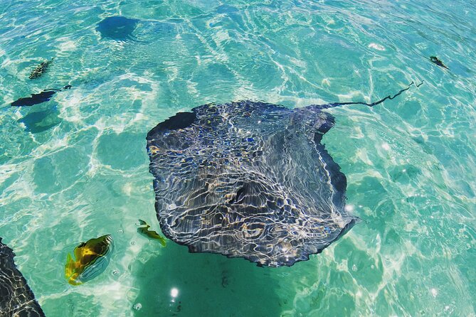 Moorea Solo or Twin 2 hours Jet Ski Tour - Guides, safety, and the personal touch