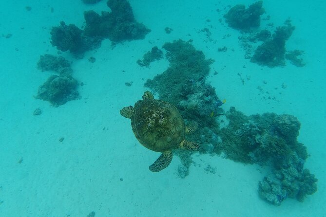 Moorea Solo or Twin Island Tour Jet Ski 4 hours - Photos, video, and the guide’s role