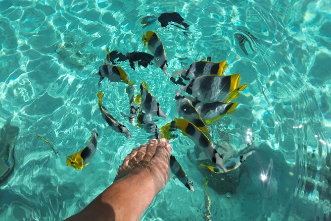 Moorea Solo or Twin Island Tour Jet Ski 4 hours - Who gets the most from this Moorea tour
