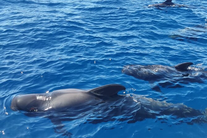 Ocean Pack Tenerife Jet Ski and Yacht Whale Watching - The guides can shape the day