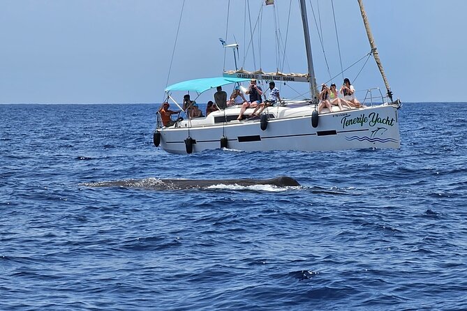 Ocean Pack Tenerife Jet Ski and Yacht Whale Watching - Who should book this ocean day