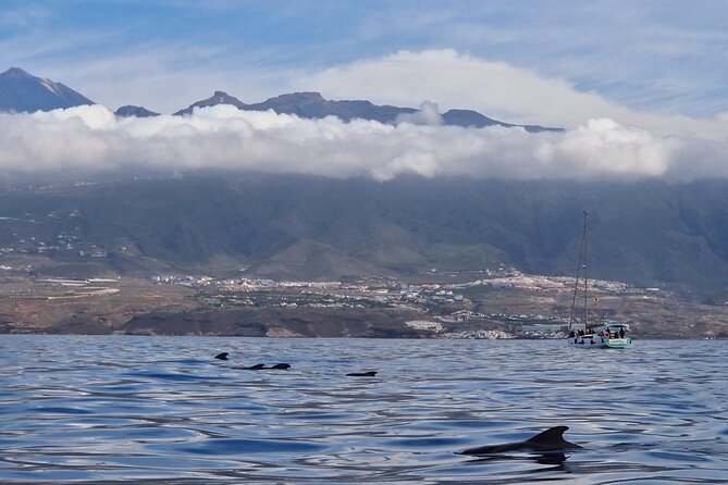 Ocean Pack Tenerife Jet Ski and Yacht Whale Watching - My call: book it if you want variety