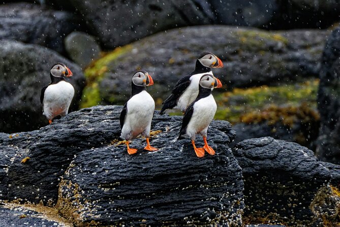 Puffin Jet ski tour in Reykjavík - Puffin Island and seabird watching