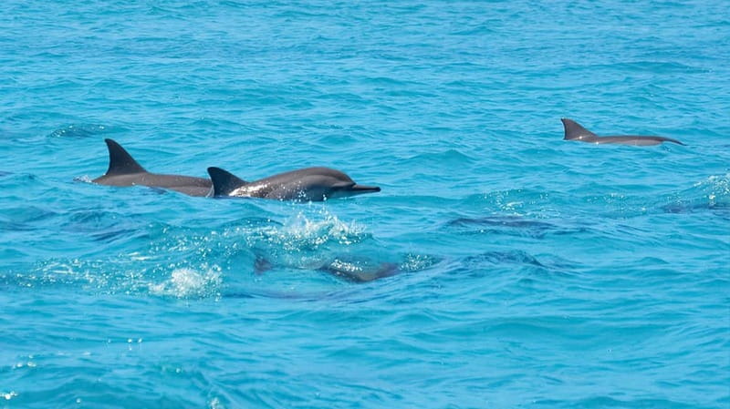 Santa Eulalia: Jet Ski Tour with Optional Dolphin Searching - What the eastern Ibiza route gives you