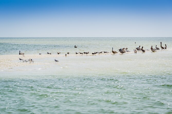 Ten Thousand Island Jet Ski Eco Tour - Marco Island - Wildlife watching, with dolphins as the main prize