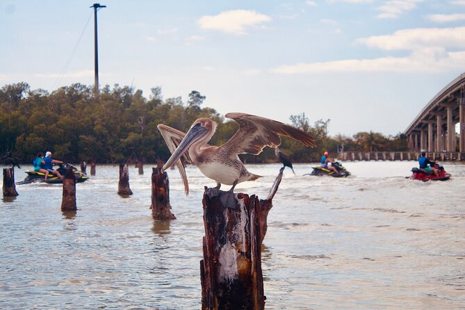 Ten Thousand Island Jet Ski Eco Tour - Marco Island - Stops and sights along the route