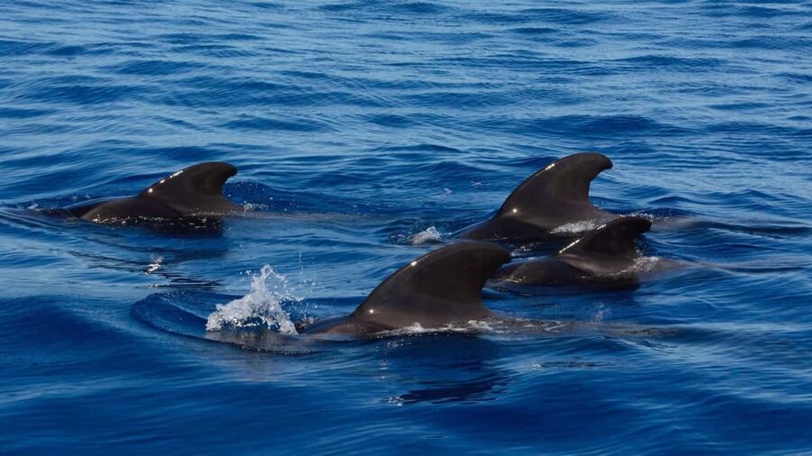 Tenerife: Ocean Pack Jet Ski and Yacht Whale Watching - The three-hour whale-watching cruise