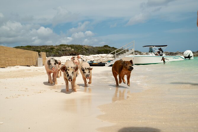 The Ultimate Bahamian Beach Day: Pigs, Jet Ski, Snorkeling & More - Lunch, rum punch, and time on the sand