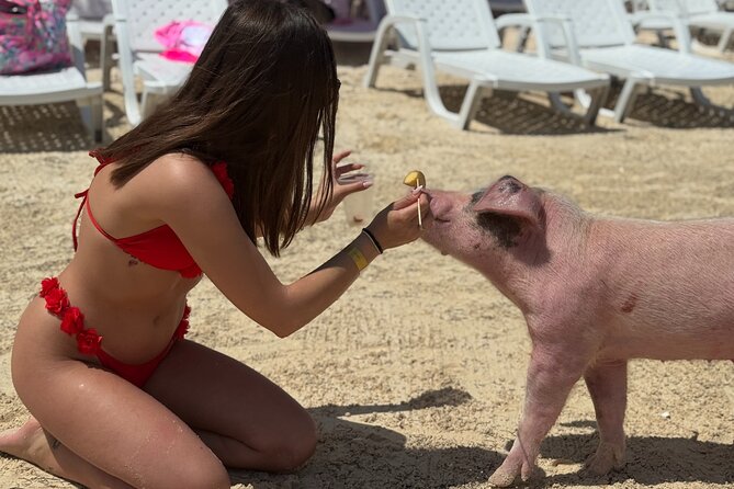 The Ultimate Bahamian Beach Day: Pigs, Jet Ski, Snorkeling & More - Should you book this Bahamian beach day?