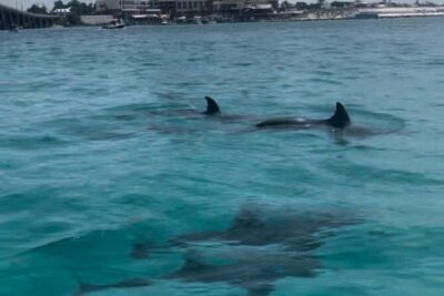 Waverunner Dolphin Tour
