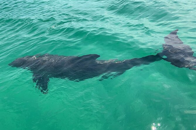 Waverunner Dolphin Tour - What the Strongest Moments Look Like