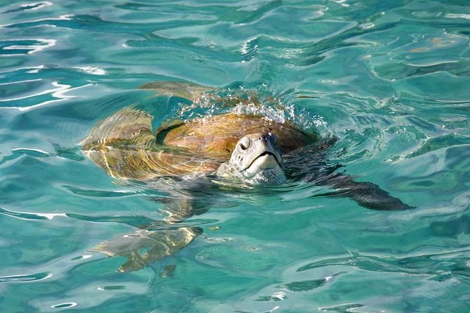 Whitsundays Guided Jet Ski Tour - Start at Coral Sea Marina
